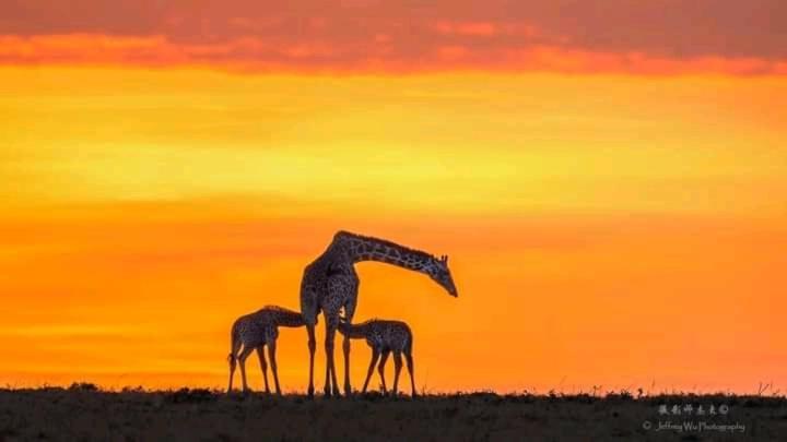 Ilkerin Camp Maasai Mara Bed & Breakfast Sekenani Екстериор снимка
