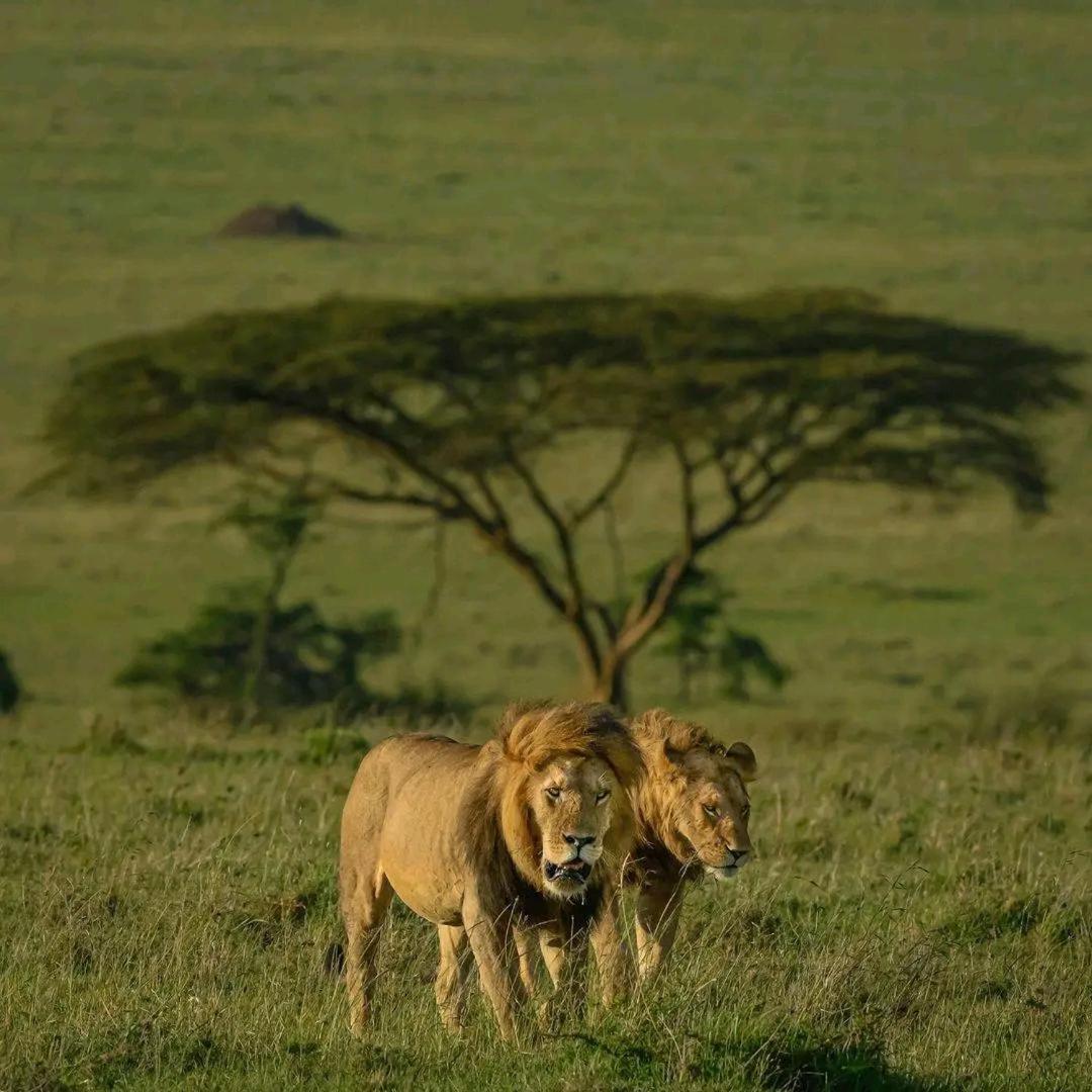 Ilkerin Camp Maasai Mara Bed & Breakfast Sekenani Екстериор снимка