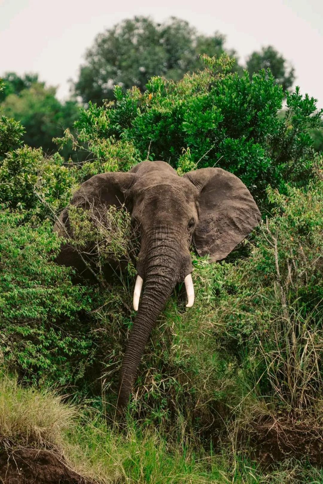 Ilkerin Camp Maasai Mara Bed & Breakfast Sekenani Екстериор снимка