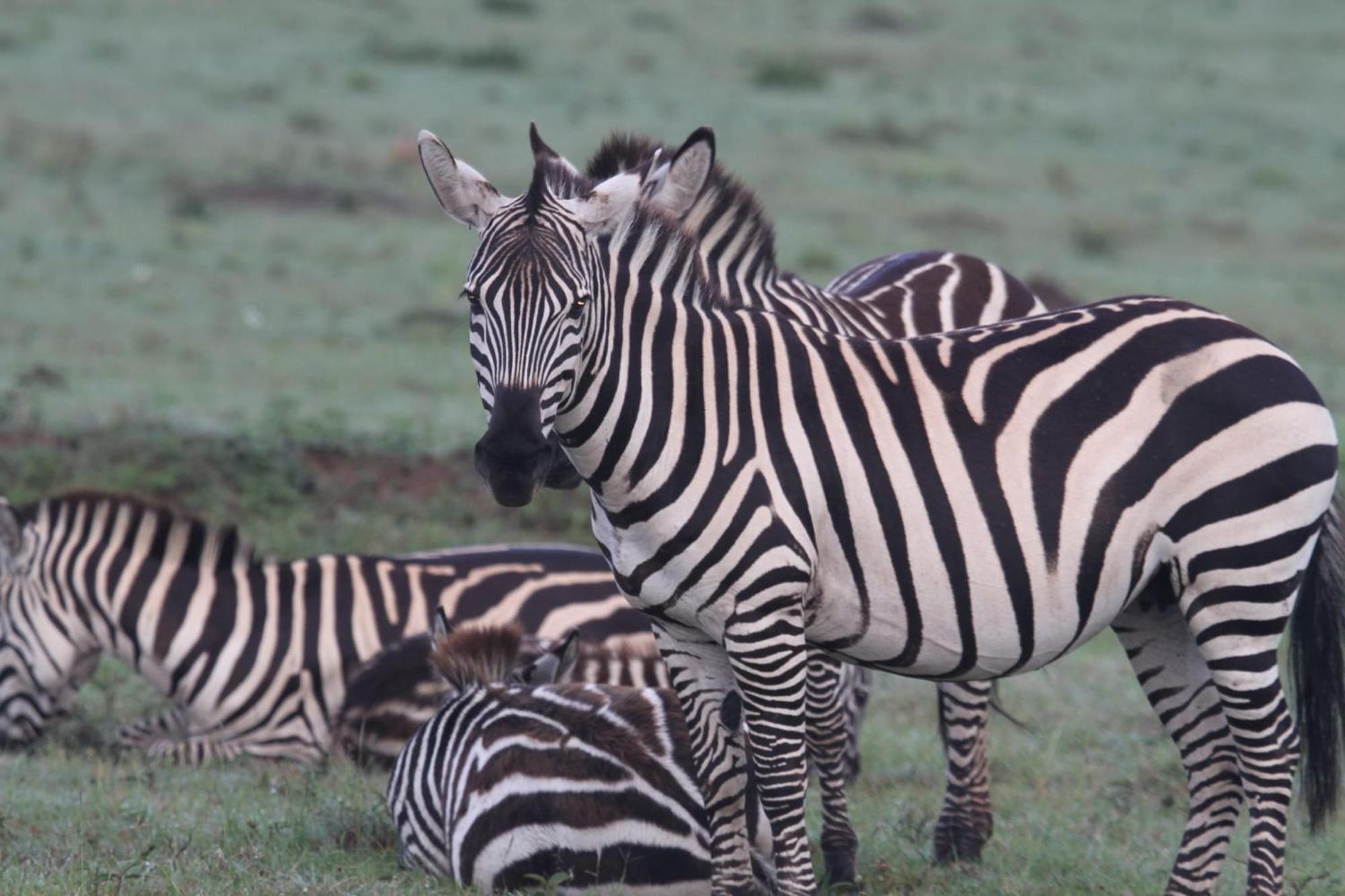 Ilkerin Camp Maasai Mara Bed & Breakfast Sekenani Екстериор снимка