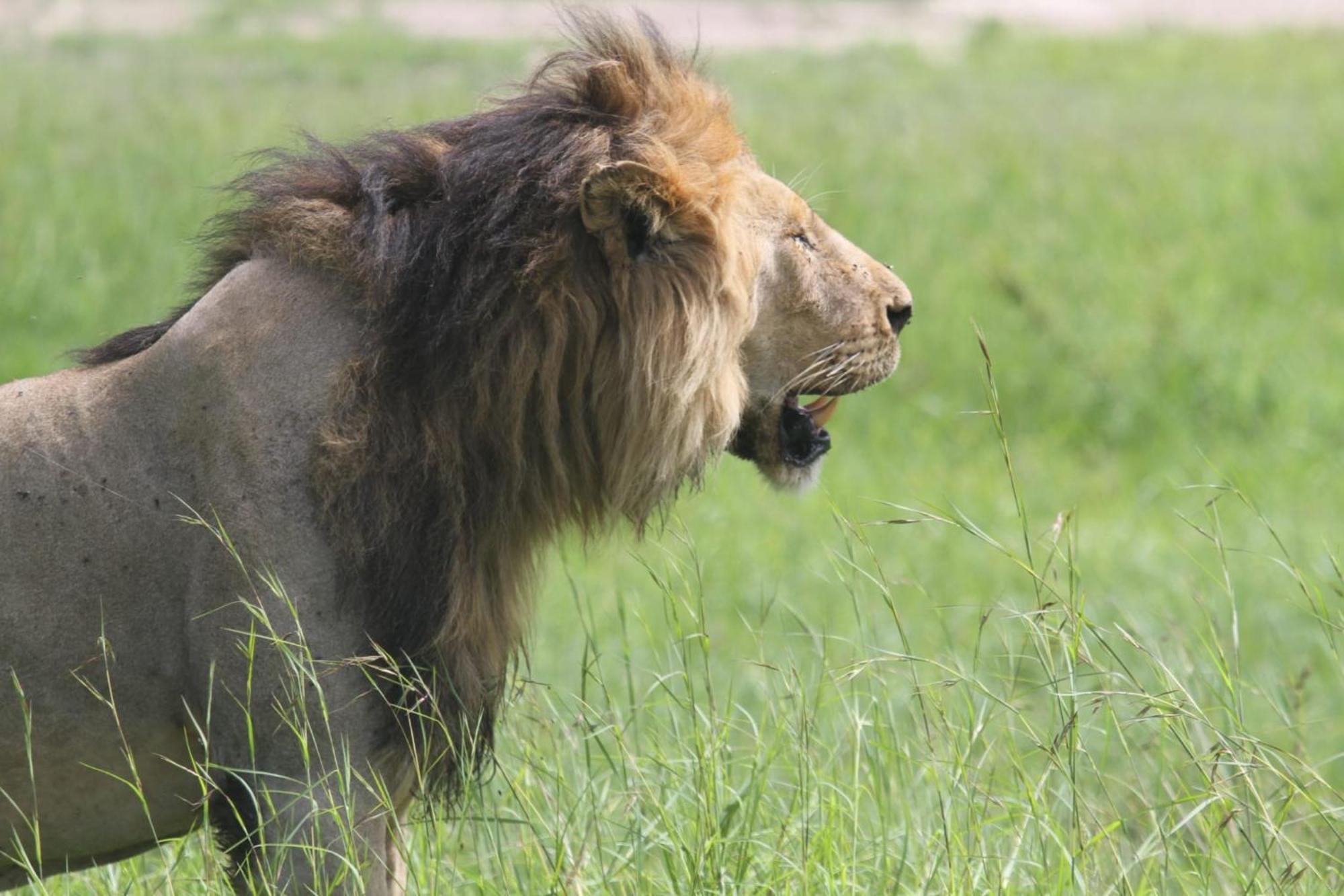 Ilkerin Camp Maasai Mara Bed & Breakfast Sekenani Екстериор снимка