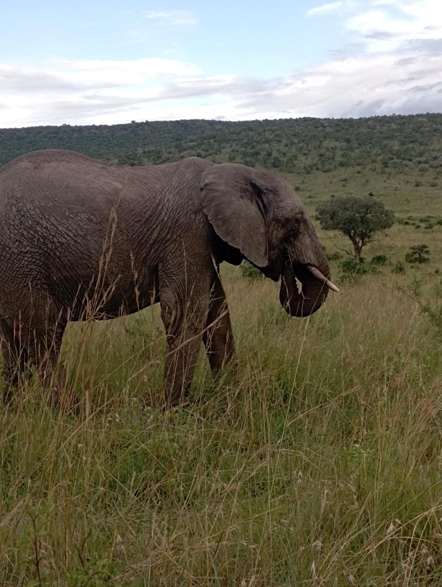 Ilkerin Camp Maasai Mara Bed & Breakfast Sekenani Екстериор снимка
